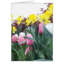 Spring Daffodils and Tulips cards by Groovynet Spring Daffodils and Tulips cards