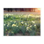 Spring Daffodils at Sunset Post Cards