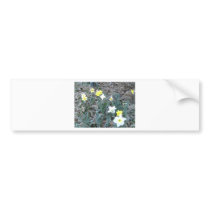 Spring Daffodils bumper stickers by eelkat Spring Daffodils bumper stickers
