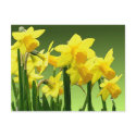 SPRING DAFFODILS by SHARON SHARPE postcards