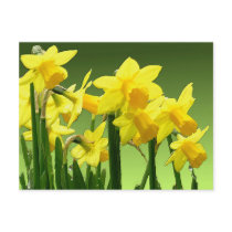 SPRING DAFFODILS by SHARON SHARPE postcards