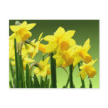SPRING DAFFODILS by SHARON SHARPE Postcards