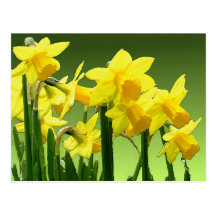 SPRING DAFFODILS by SHARON SHARPE Postcards