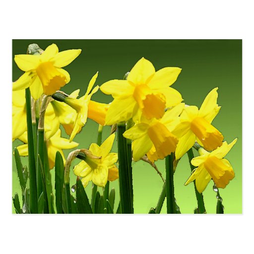 SPRING DAFFODILS by SHARON SHARPE Postcards