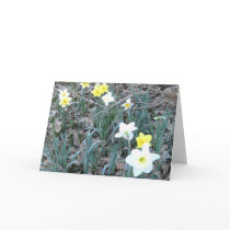 Spring Daffodils cards