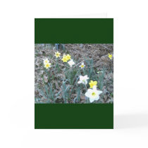 Spring Daffodils cards