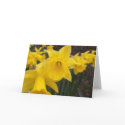 Spring daffodils cards