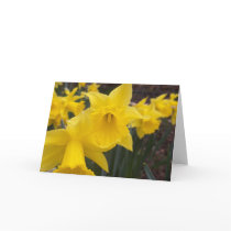 Spring daffodils cards