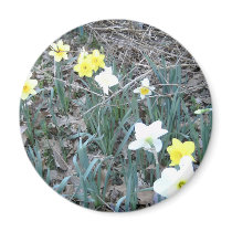 Spring Daffodils magnets