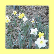 Spring Daffodils magnets