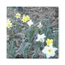 Spring Daffodils magnets