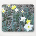 Spring Daffodils mousepads