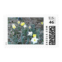 Spring Daffodils postage