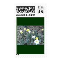 Spring Daffodils postage