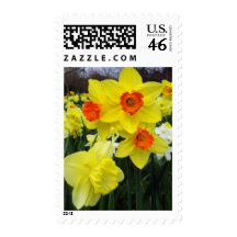 Spring Daffodils Postage Stamps