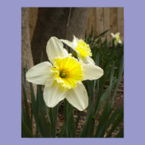 Spring Daffodils Poster posters