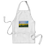 Spring daffodils, Shrewsbury, Shropshire, England Aprons