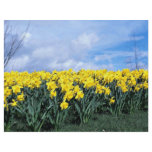 Spring daffodils, Shrewsbury, Shropshire, England flyers