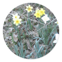 Spring Daffodils stickers