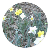 Spring Daffodils stickers