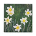 Spring Daffodils - White & Yellow Magnets