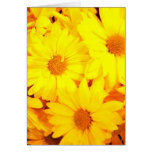 Spring Daisies Greeting Card