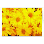 Spring Daisies Greeting Card