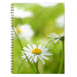 Spring daisies close up spiral notebooks
