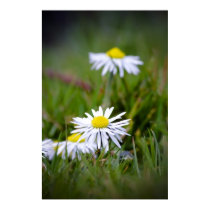 spring daisies posters