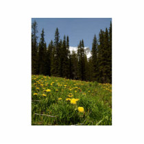 Spring Dandelions Flowers Near Lake Louise Banff N photo sculptures by lifesphere Spring Dandelions Flowers Near Lake Louise Banff N photo sculptures