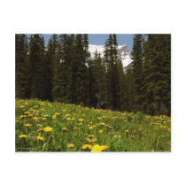 Spring Dandelions Flowers Near Lake Louise Banff N Post Card