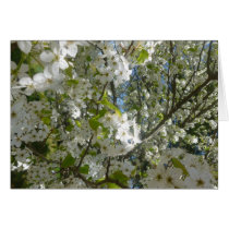 Spring dogwood card cards