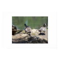 Spring Duck posters