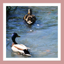 Spring Duck posters