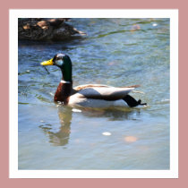 Spring Duck posters