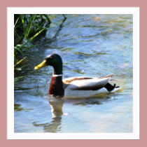 Spring Duck posters