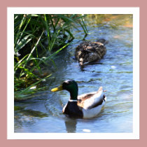 Spring Duck posters
