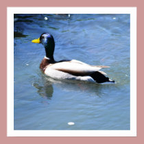 Spring Duck posters