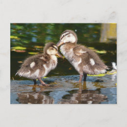 Spring Duckies postcard