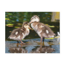 Spring Duckies postcards