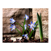 Spring Emerges posters
