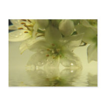 Spring Enchantment postcards