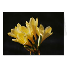 Spring Fever Cards