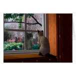Spring Fever Cards