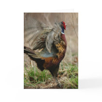 'Spring Fever' Pheasant Notecard
