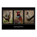 'Spring Fever' Pheasant posters
