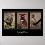 'Spring Fever' Pheasant posters