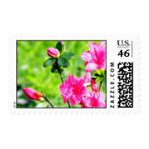 Spring Field Azaleas Blooms & Buds Postage