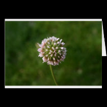 Spring Flower cards