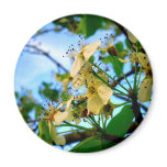 Spring Flower Magnets